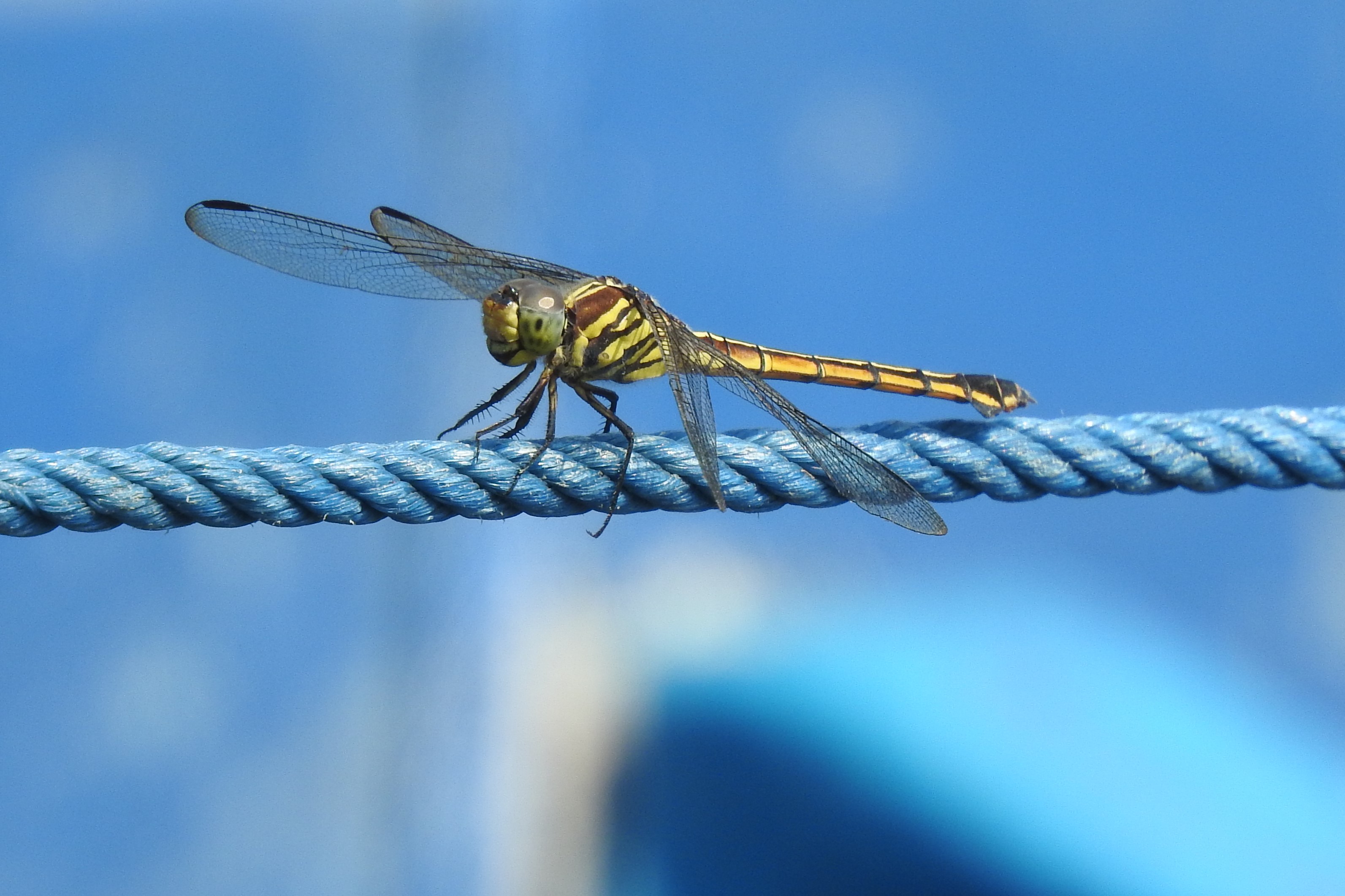 Potamarcha congener