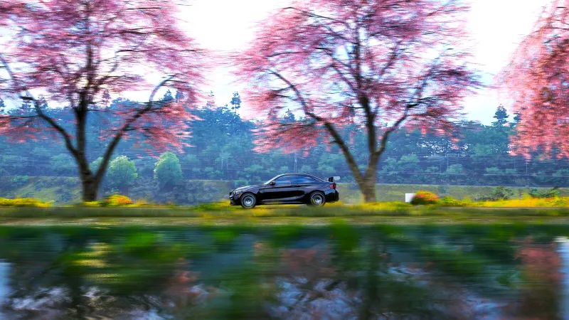 Cherry Blossom Speed