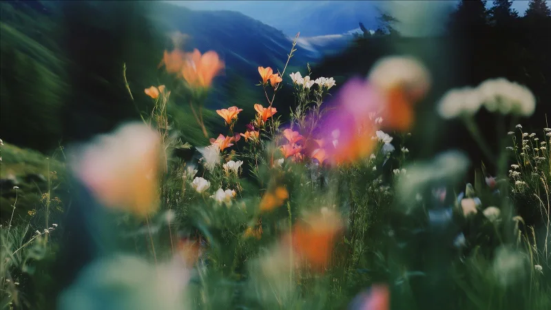 Wildflowers in Mountain Mist — high-resolution wallpaper (4000×2251)