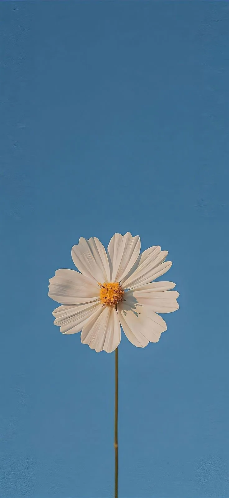download (7) — high-resolution wallpaper (736×1596)