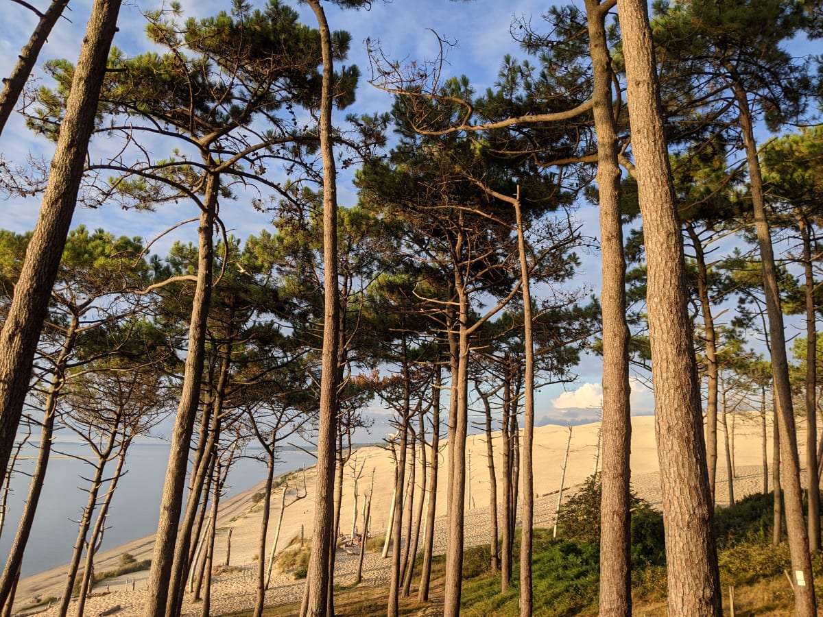 Under the old pine trees.