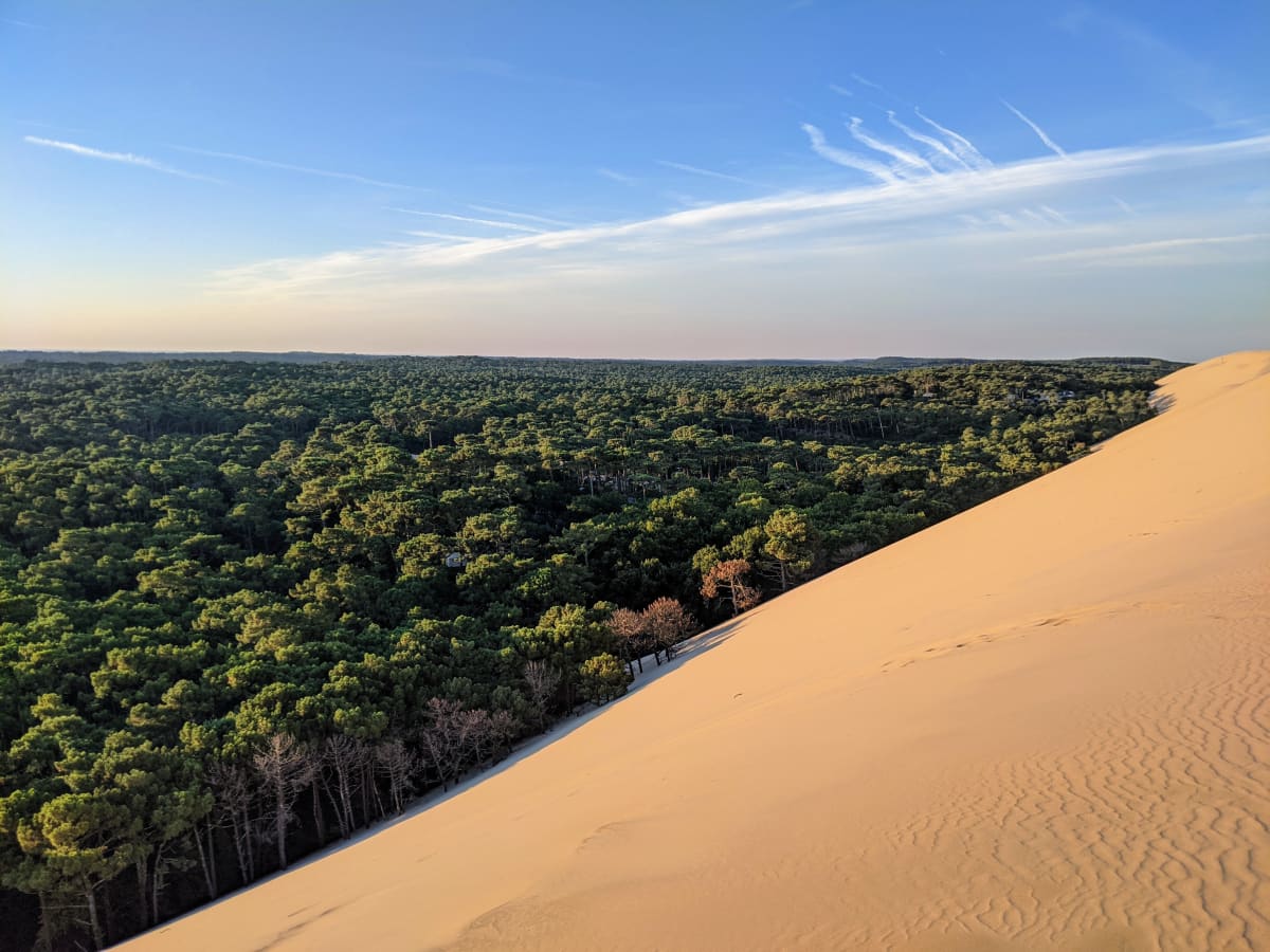 View from the dune down into the pine forest.