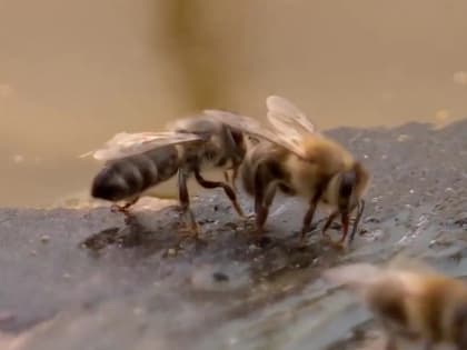 В Липецкой области 2,3 тысячи пчеловодов получили 705 тонн меда за год