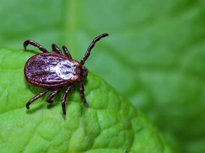 Первые жертвы клещей появились в Липецкой области