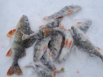 Улов для кошек или почему липецкие рыбаки не могут победить на родных водоёмах?