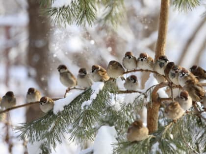 Библиотеки Ельца 30 января – 5 февраля: мероприятия онлайн и офлайн
