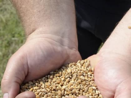 В Добринском районе началась уборочная