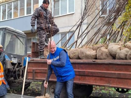 Высадка деревьев на проспекте Победы в Липецке