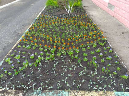 Сотрудники ГУЗ «Елецкая ГДБ» приступили к высадке цветов на территории учреждения