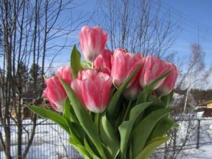 В Липецке к 8 Марта вырастят 50 тысяч тюльпанов