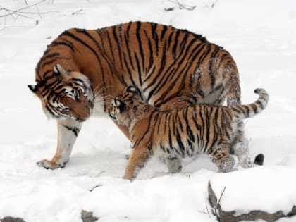 Гороскоп на год кота: Тигр