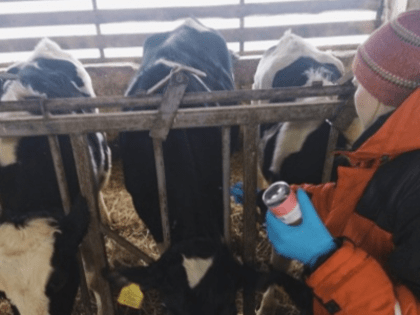 УБЕРЕЧЬСЯ ОТ СИБИРСКОЙ ЯЗВЫ