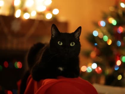Гороскоп на год кота: Кот