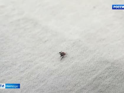 В Липецкой области зафиксировали раннюю активность клещей в марте