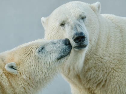 Липчан приглашают принять участие в Евразийском экологическом диктанте