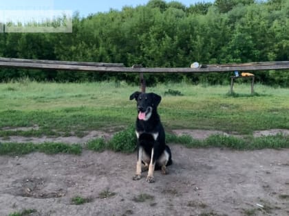 В Липецке ужесточат контроль над службой по отлову собак после сообщений о жестоком обращении