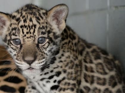 Удачные выходные в Липецке: выставка «Поэзия ярких крыльев», фестиваль «Зеленое сердце» и новорожденный ягуар