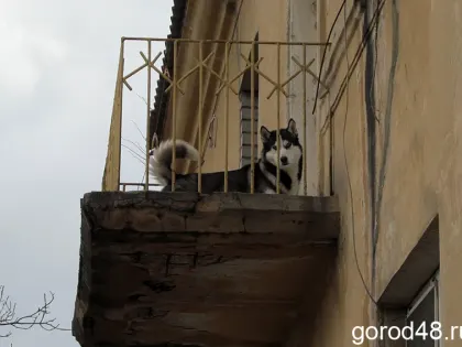 За новогодние праздники липецкие ветеринары провели 18 операций животным