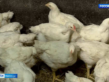 За август в Липецкой области на 4-7% подорожали свинина и курица