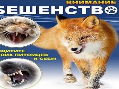 Бешенство – острая вирусная инфекционная болезнь, которая поражает нервную систему и приводит к гибели