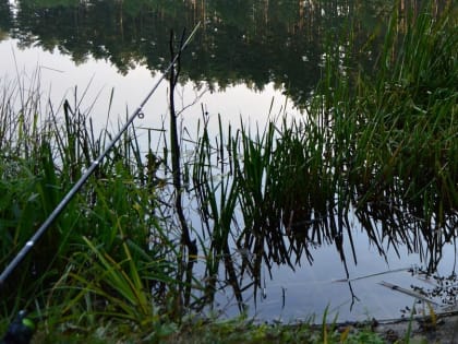 Больные лигулезом рыбы в Матырском водохранилище Липецка не опасны для людей