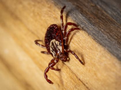 В Роспотребнадзоре работает горячая линия по профилактики клещевого энцефалита