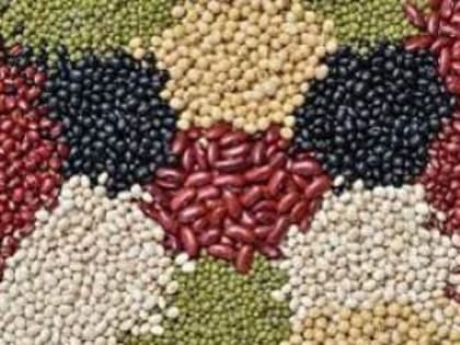 Что нужно знать о бобовых культурах ?