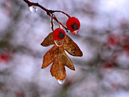 Сегодня в Липецке: как отпраздновать 8 марта и откуда пошёл Международный женский день
