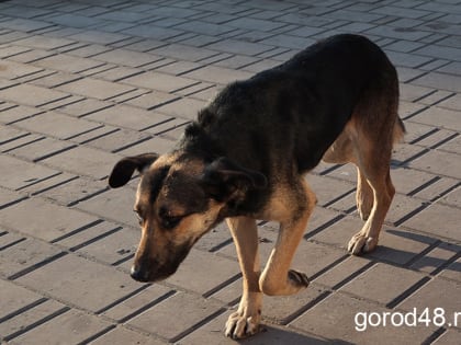 Из-за бешеной домашней собаки в Усманском районе введён карантин