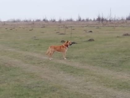 В Ельце неизвестный застрелил собаку
