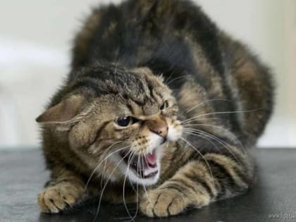 В Липецкой области зафиксировали первый случай бешенства в 2023 году