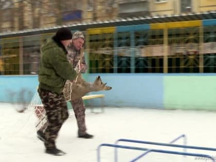 В Липецке косуля забежала на территорию детского сада