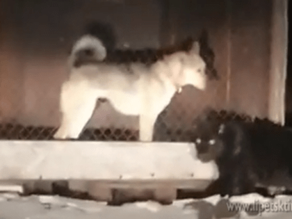 Липецкие зооволонтеры присоединились к поискам сбежавшей тамбовской пантеры