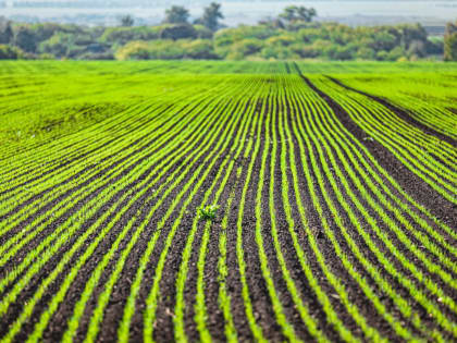 Посев пшеницы, ржи и рапса завершился в Липецкой области