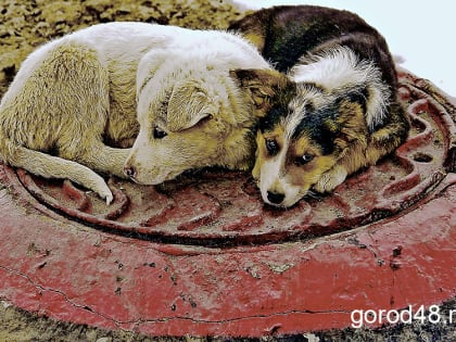 Завтра в Липецкой области резко похолодает