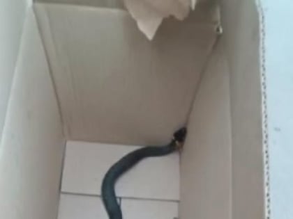 В Липецке декоративная змея пробралась под шкаф в чужой квартире