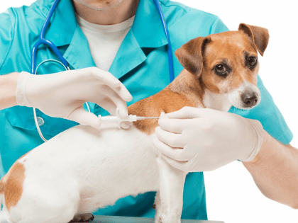 НОВЫЕ ОТЕЧЕСТВЕННЫЕ ВАКЦИНЫ ДЛЯ КОШЕК И СОБАК