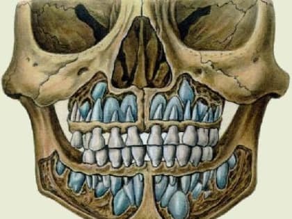 РАЗВИТИЕ ЗУБОВ