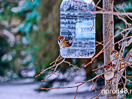 Завтра в Липецкой области мокрый снег и дождь, днем до +4