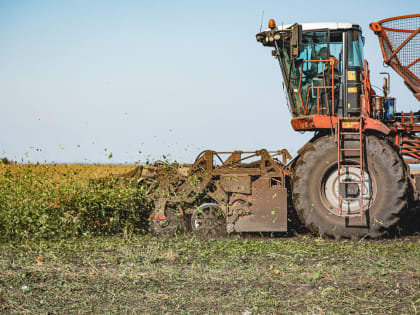 Липецкие аграрии собрали 2 млн тонн свеклы и произвели 225 тысяч тонн сахара