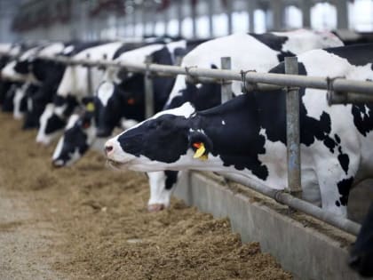 Липецкие производители молока получат 8 миллиардов рублей