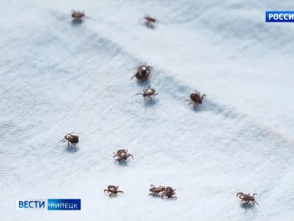 Увеличение случаев вирусного энцефалита в регионе