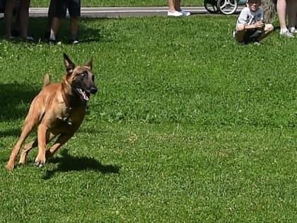 Липецкую область «обложили» вакциной от бешенства