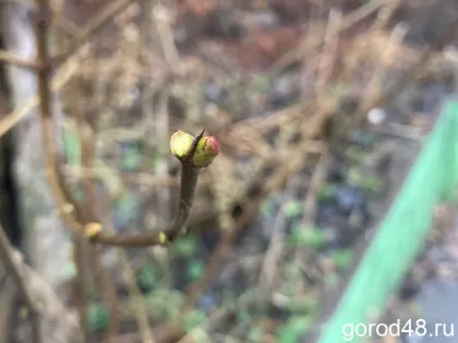 В Липецкой области мокрый снег с дождем и до +5