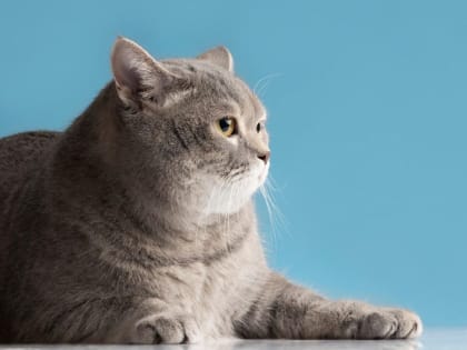 В Липецке зарегистрировано четыре случая бешенства