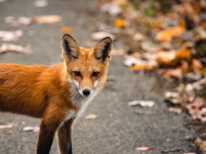 В Липецке всё чаще встречают лис