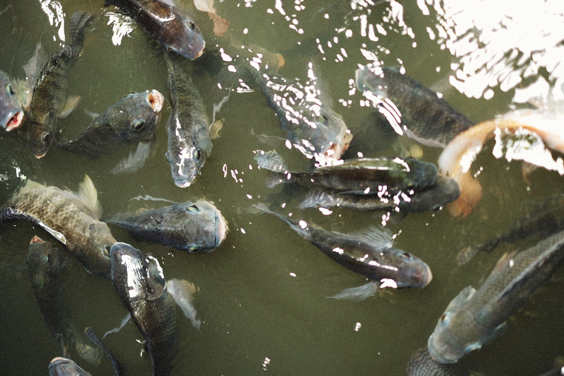 87% of Malaysia's Freshwater Fish Are at Risk