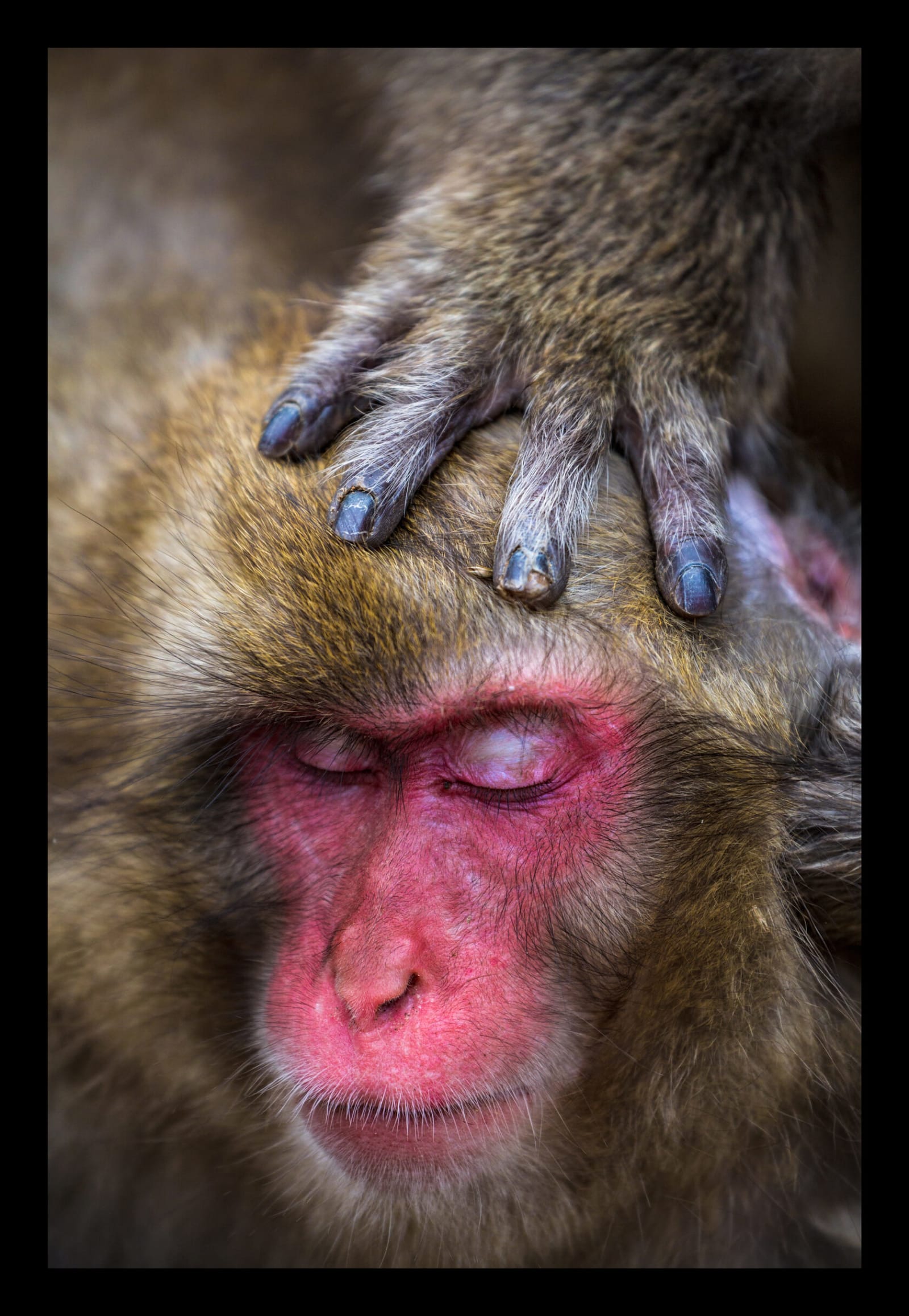 Snow Monkey, Japan