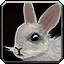Tolai Hare Pup