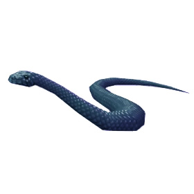 Black Kingsnake